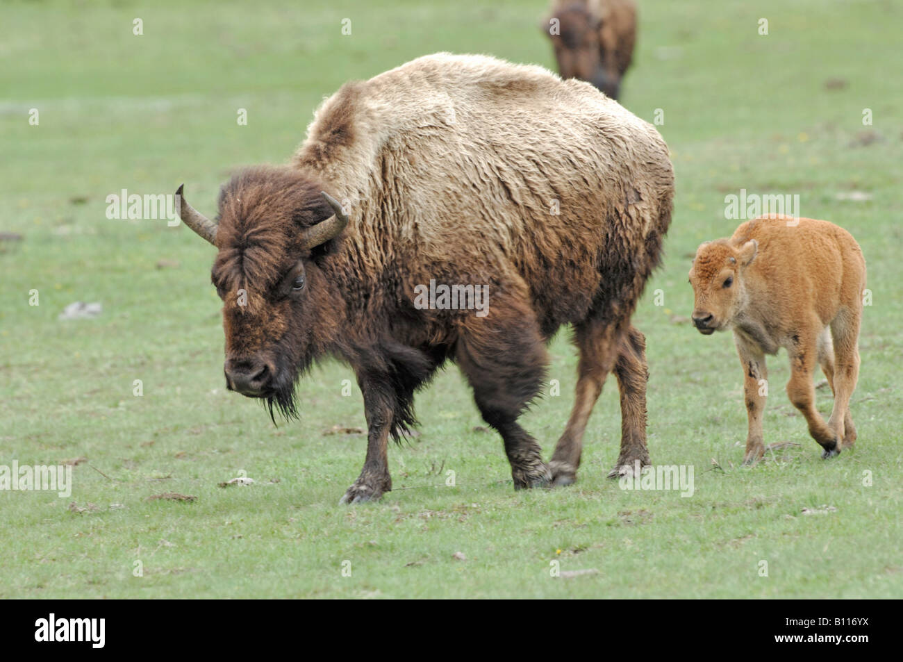Stock photo of a bison cow and calf walking across a meadow ...
