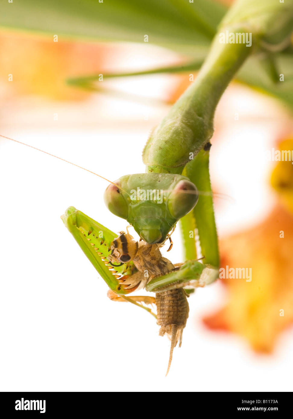Female preying mantis eating Stock Photo