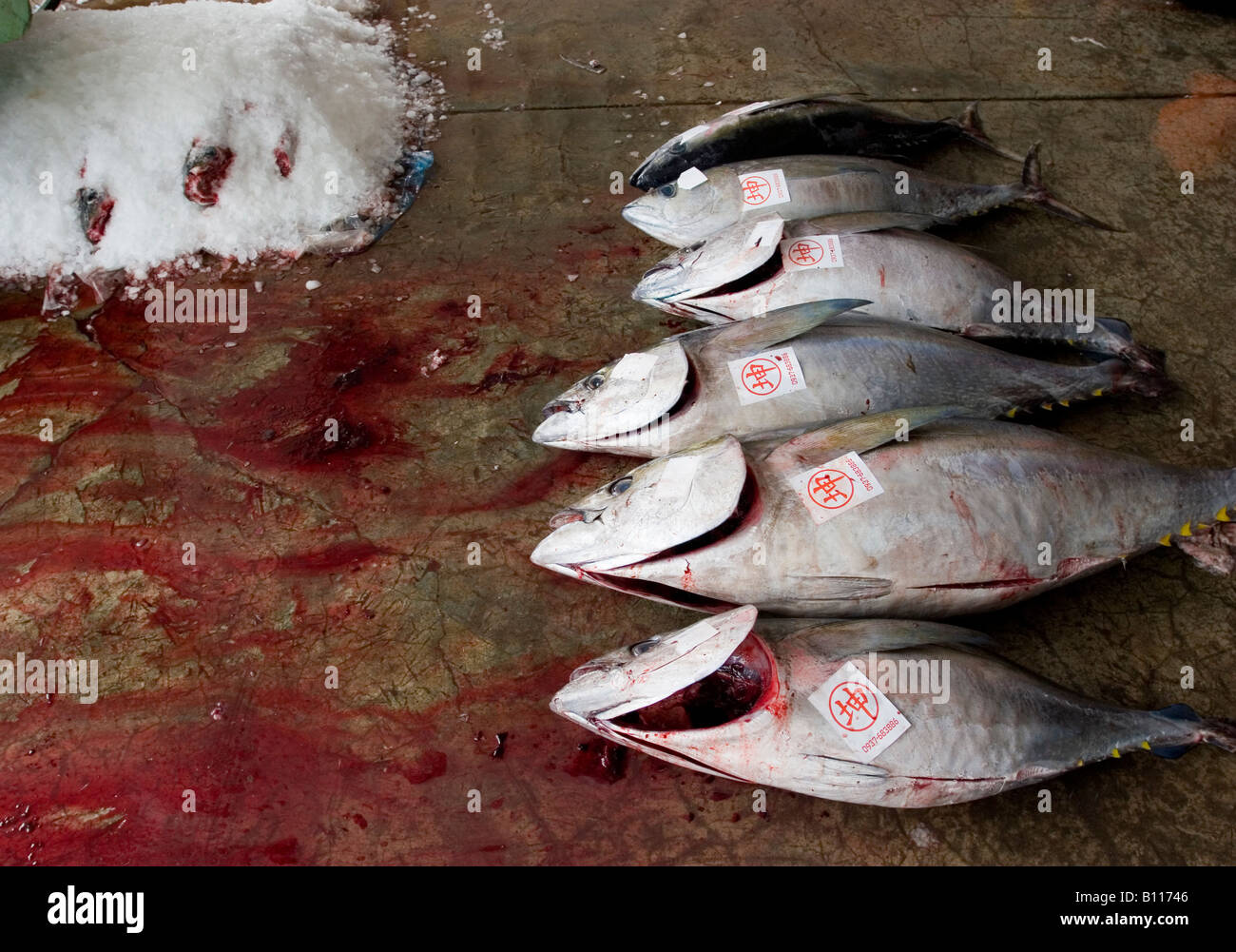 Freshly caught and auctioned tuna. Stock Photo