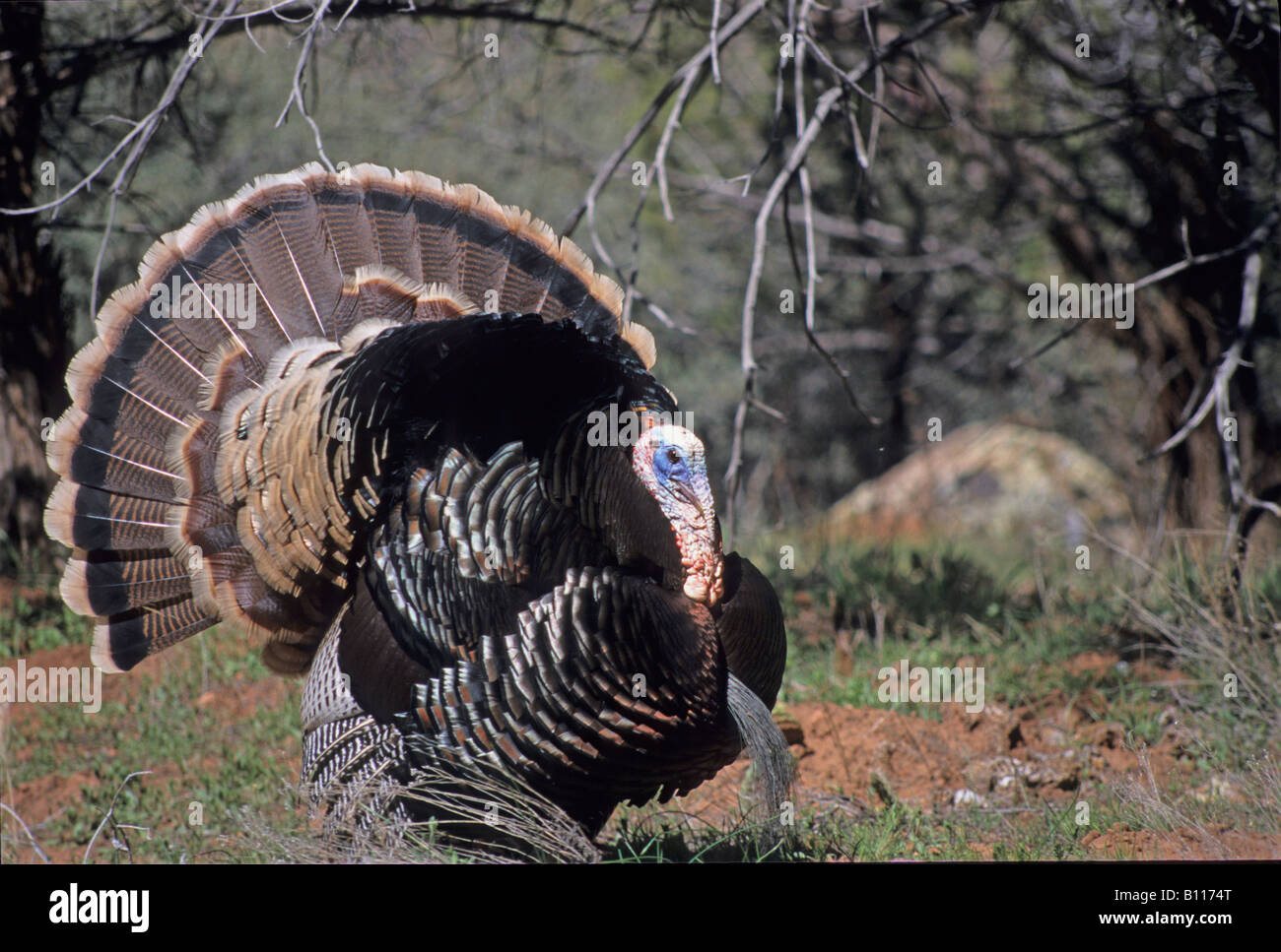 Stock photo of a turkey in breeding display, southern Utah Stock Photo