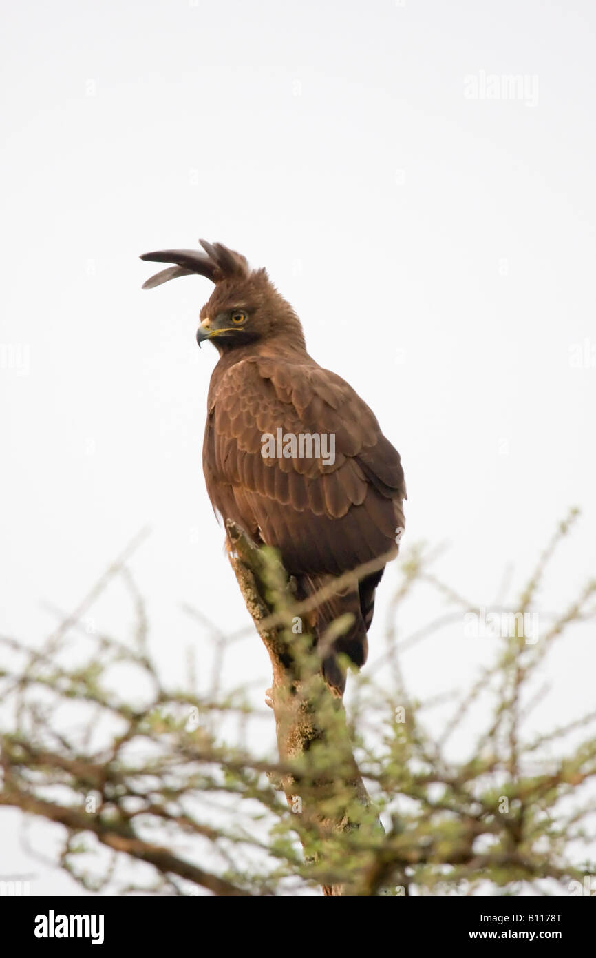 A male long crested eagle perched on an acacia tree in Serengeti National Park in Tanzania Stock Photo