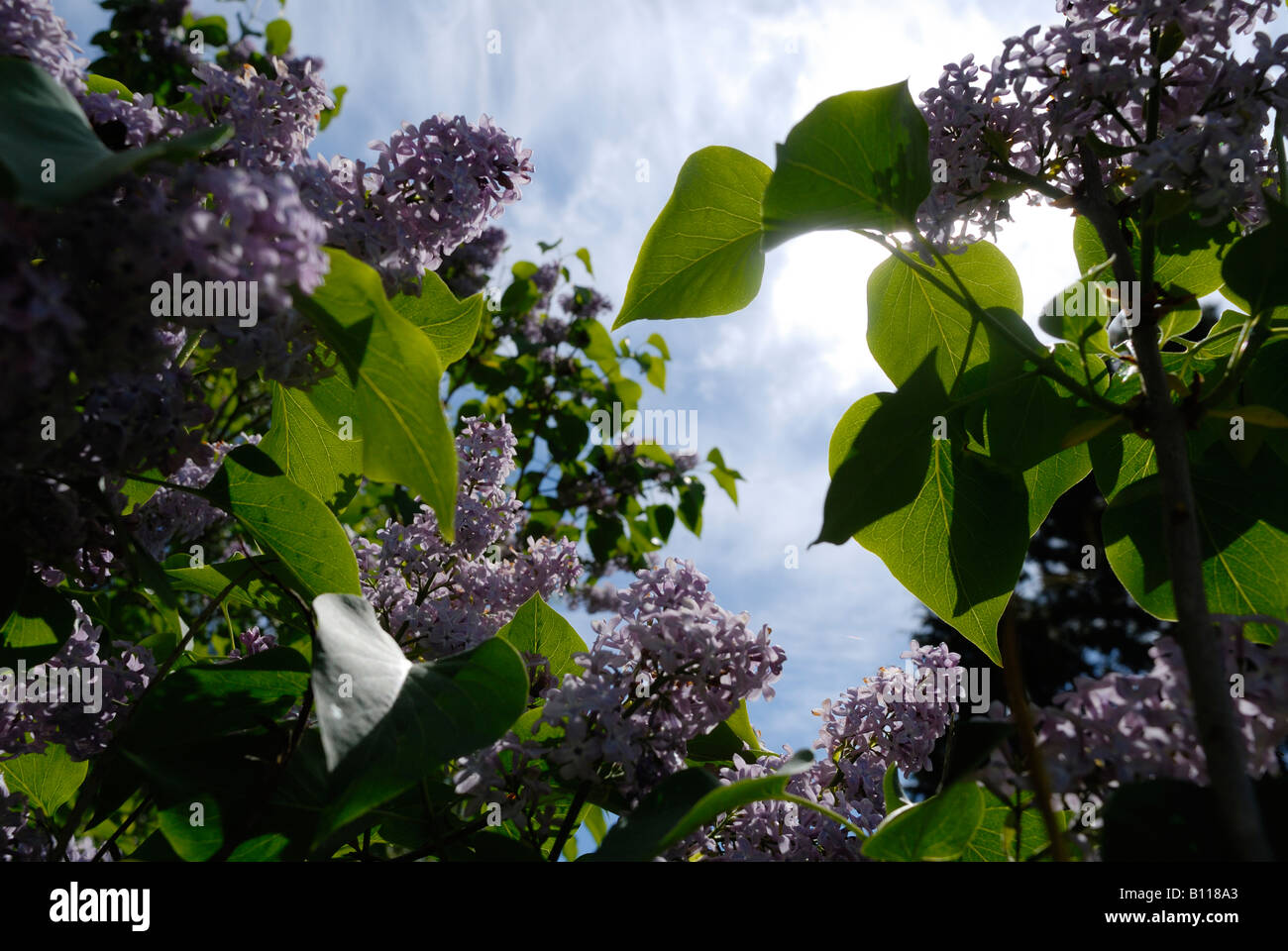 lilacbush in bloom Stock Photo Alamy