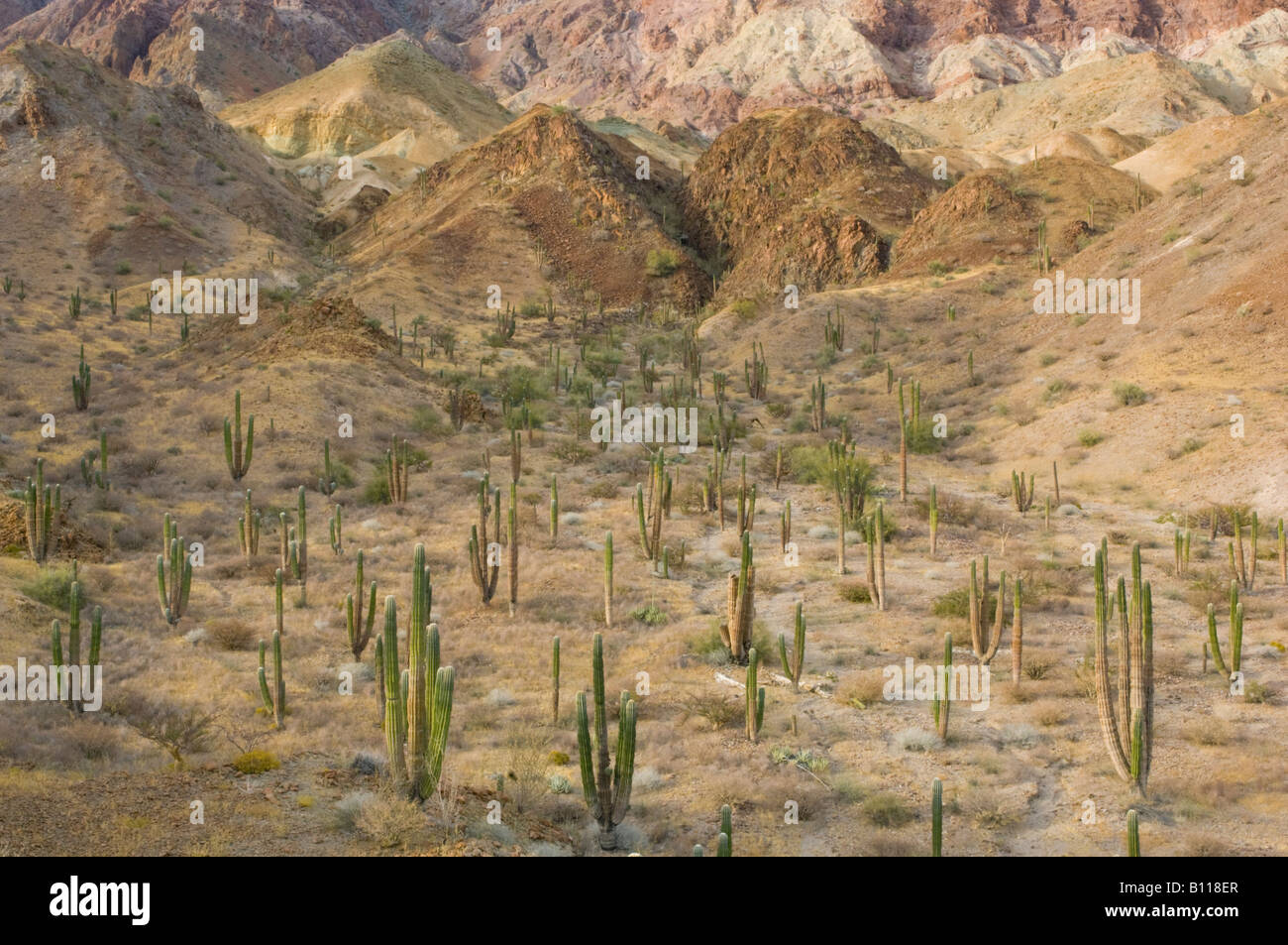 Isla Angel de la Guarda, Sea of Cortez, Baja California, Mexico, Desert landscape with Cardon Cactus Stock Photo