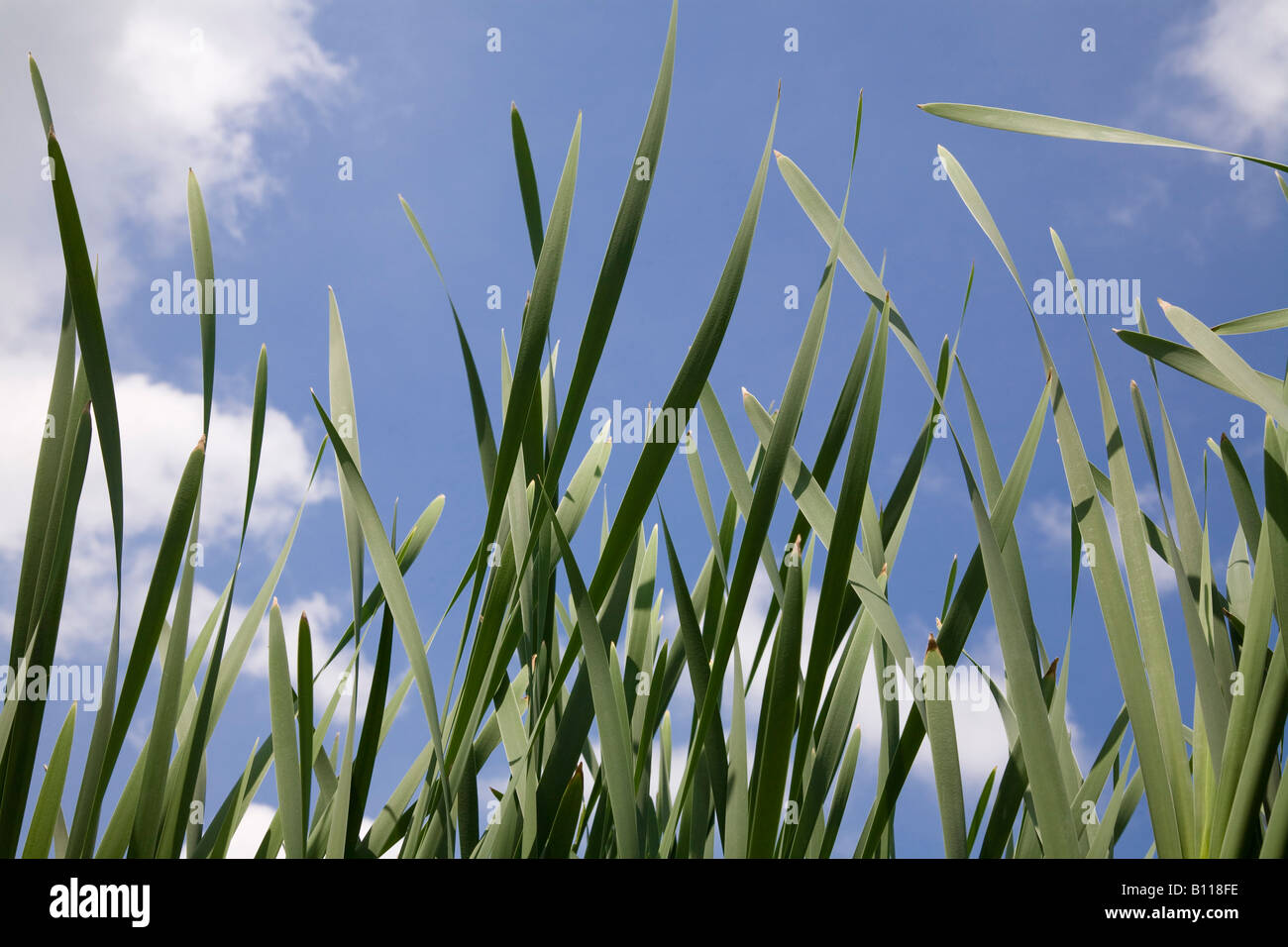 Bulrush leaves and sky Stock Photo
