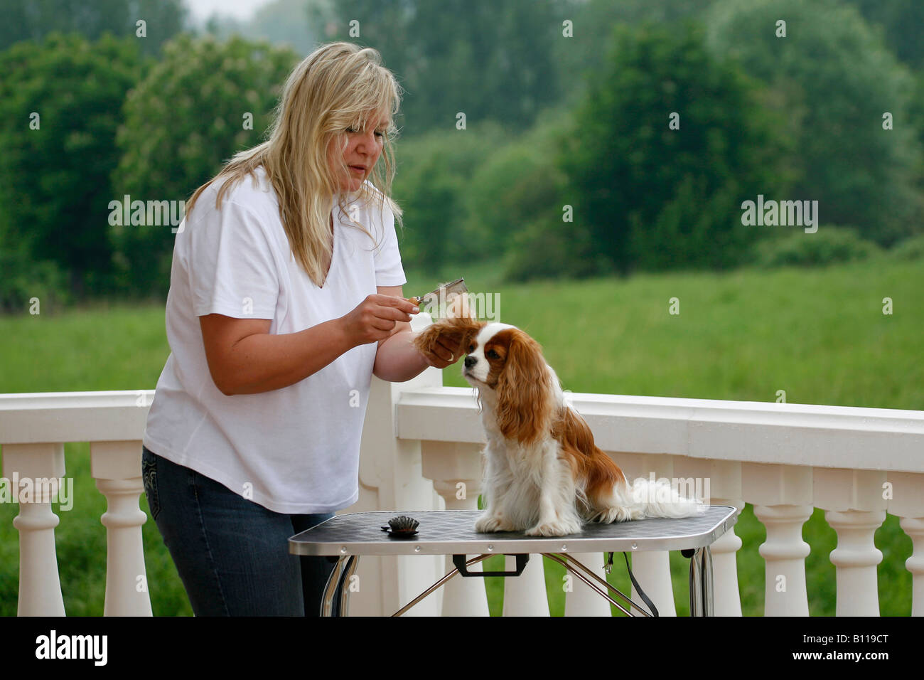 grooming a cavalier king charles spaniel grooming a cavalier king charles spaniel