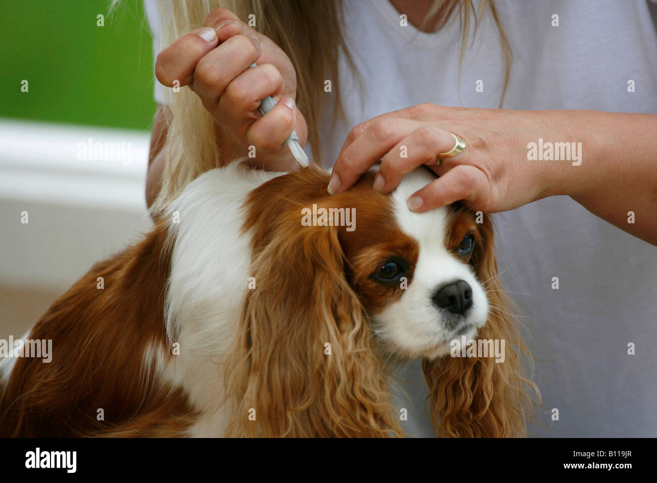 Woman removing tick from Cavalier King Charles Spaniel Stock Photo