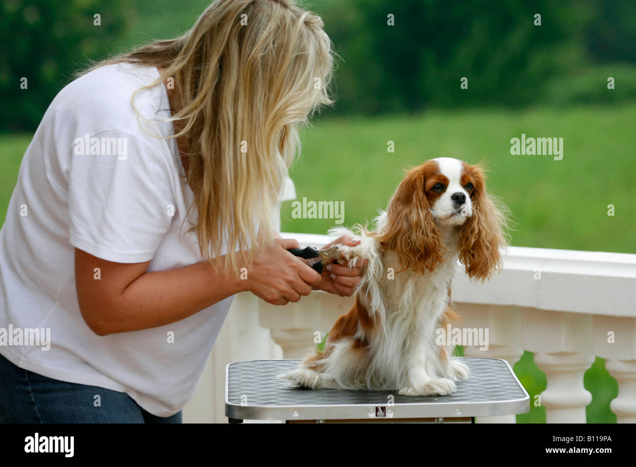 Woman clipping claws of Cavalier King Charles Spaniel blenheim Stock Photo