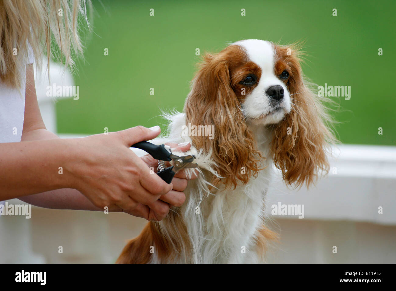 Woman clipping claws of Cavalier King Charles Spaniel blenheim Stock Photo