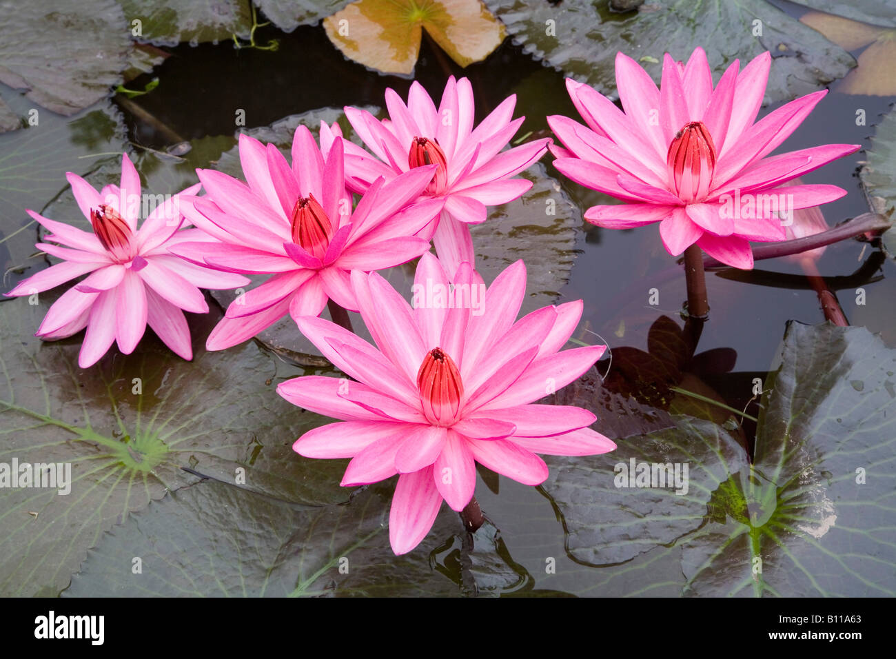 Pink water lilies Stock Photo