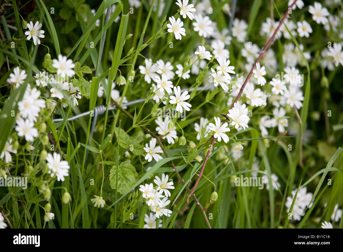 A close up of the white flowers of the Greater Stitchwort (Stellaria holostea) in bloom in Spring, Sussex, England, UK Stock Photo