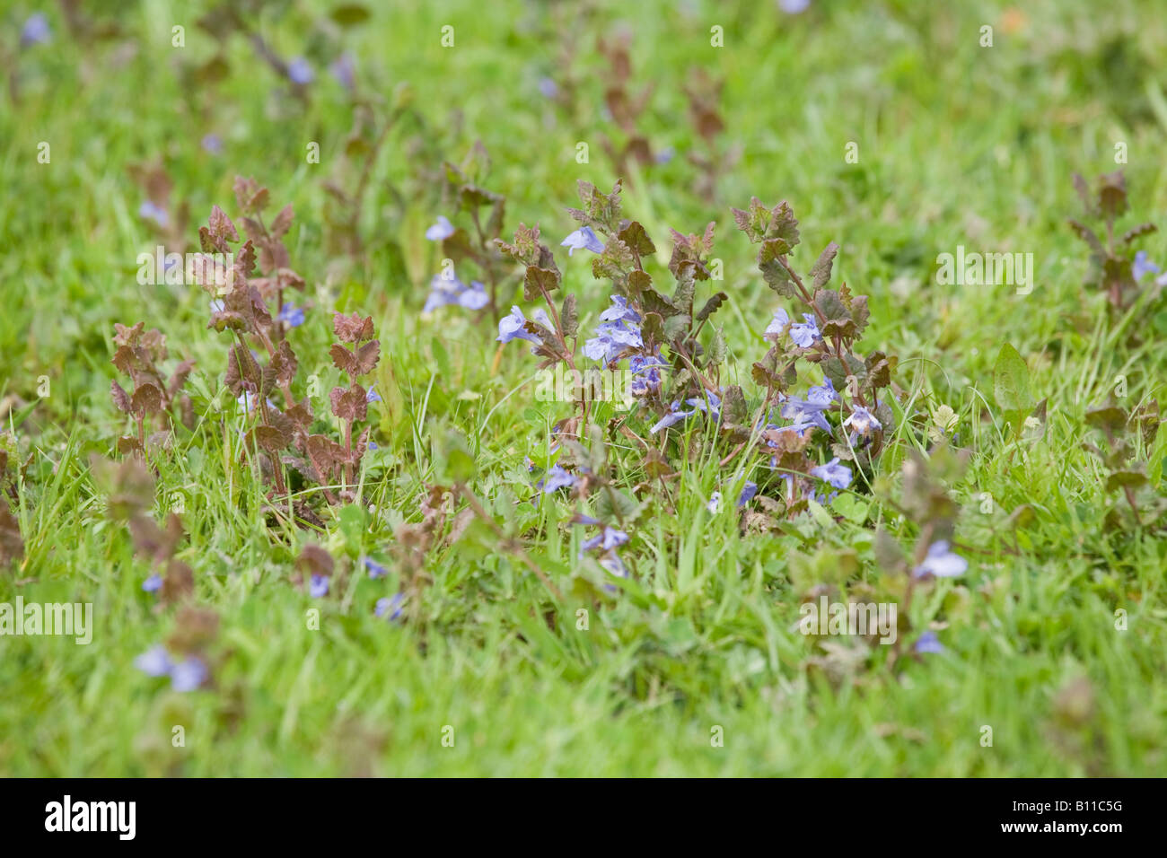 Ground ivy (Glechoma hederacea) in flower in Spring. Sussex, England, UK Stock Photo