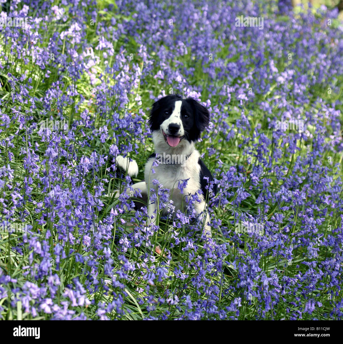 A young Border Collie Dog in a patch of Bluebells, England, UK, Spring ...