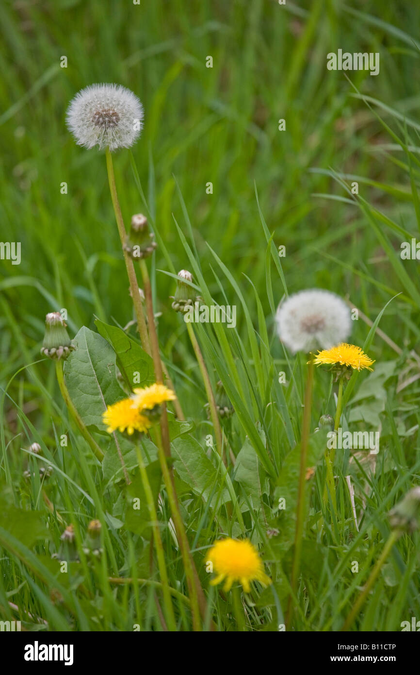 A close up of Dandelions flowers and seedheads in field in Spring. Sussex, England, UK Stock Photo