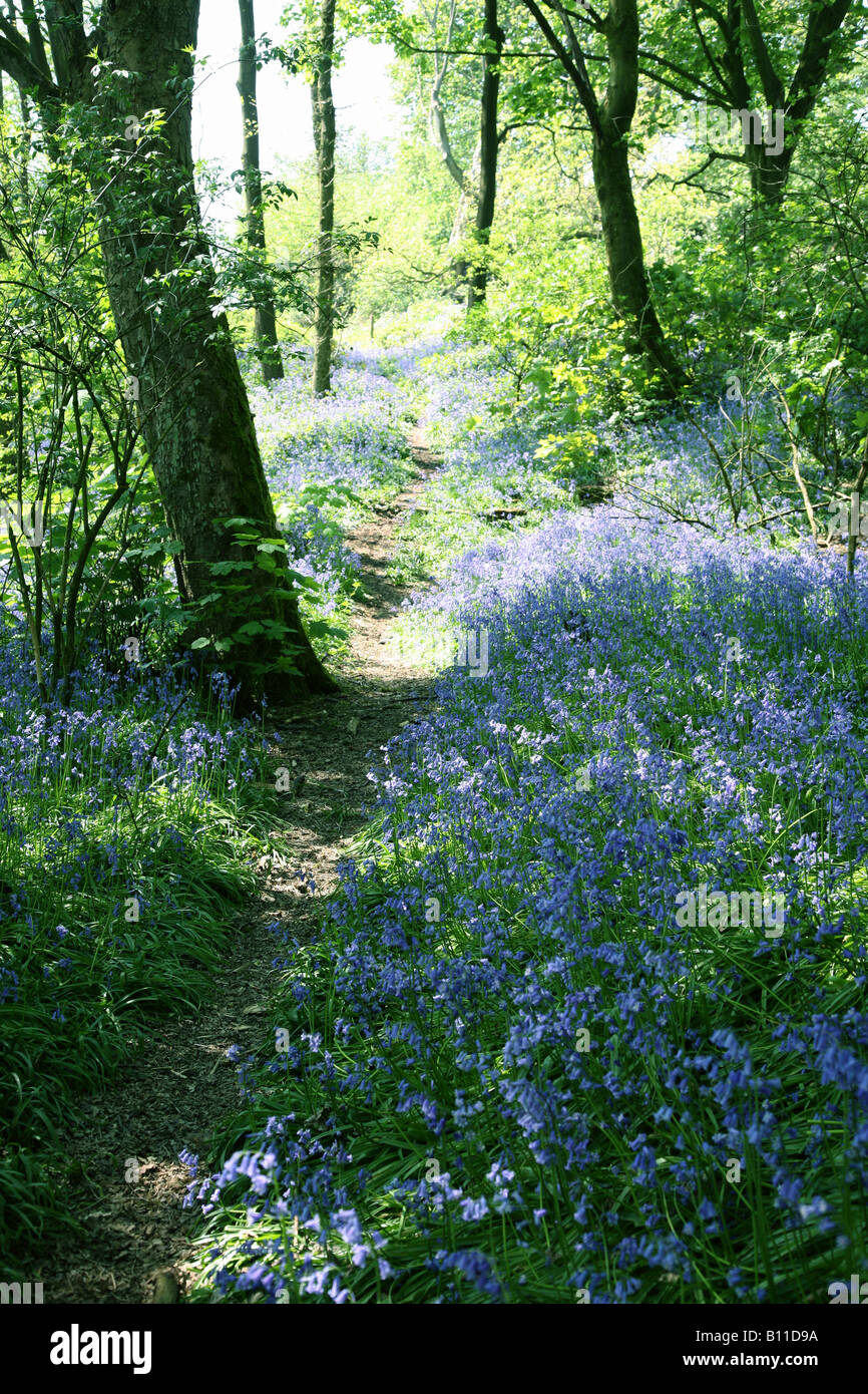 A footpath through an English Bluebell wood in spring time with the leaves on the trees just coming out, England, UK Stock Photo