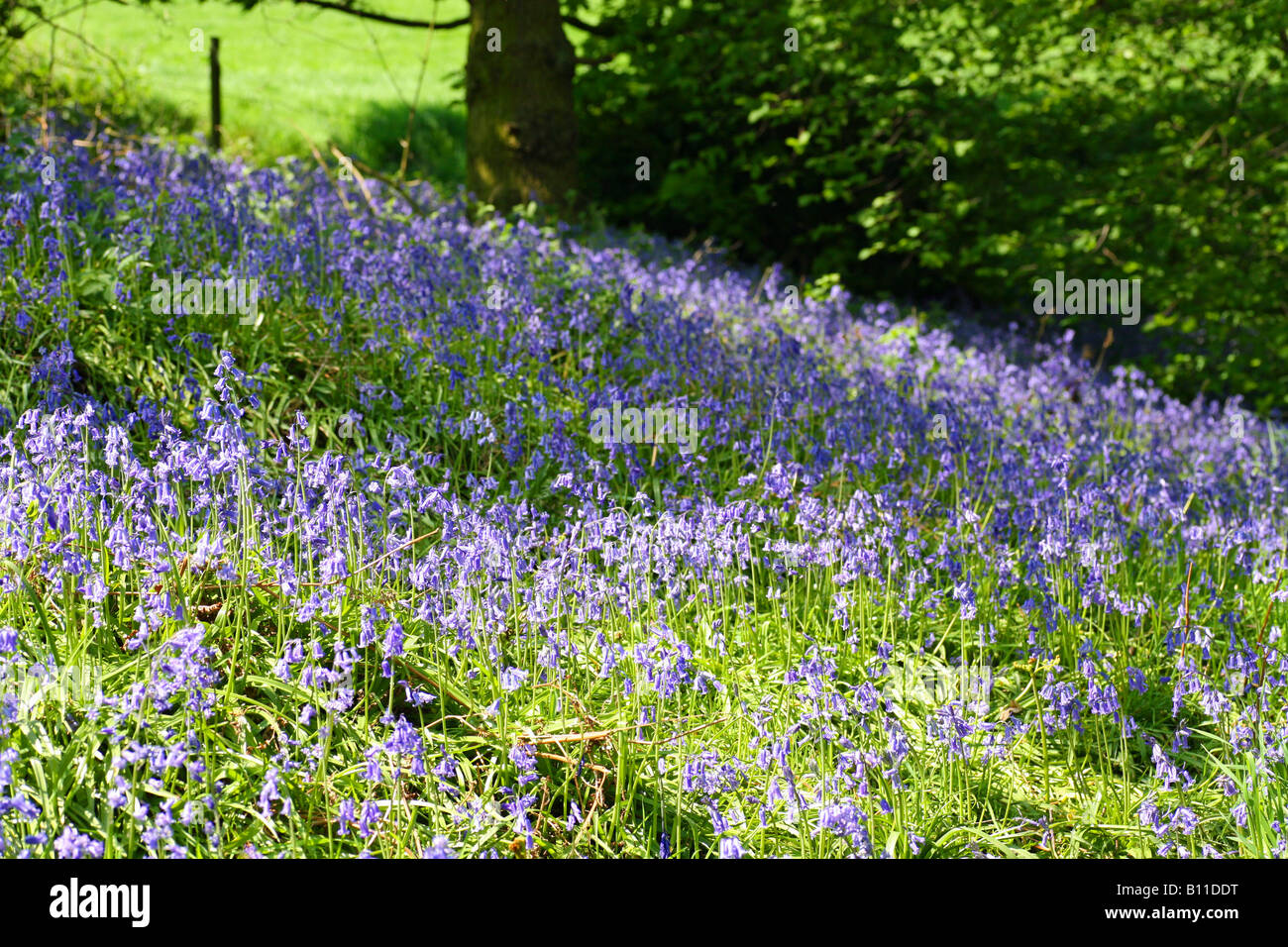 An English Bluebell wood in spring time with the leaves on the trees just coming out, England, UK Stock Photo
