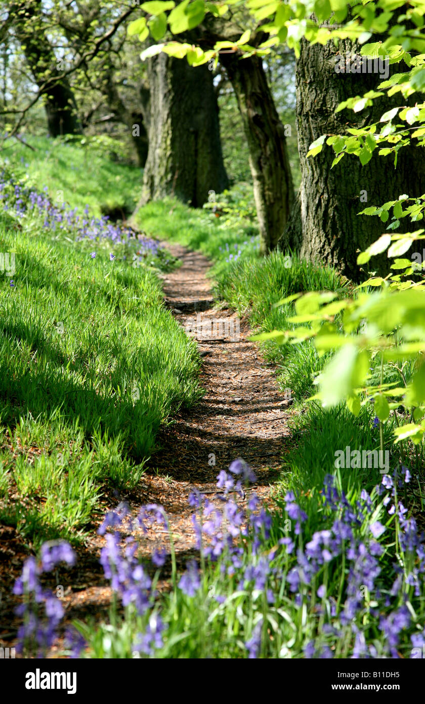 A footpath through an English Bluebell (Hyacinthoides non-scripta) Beech (Fagus) wood in spring time with the leaves on the trees just coming out Stock Photo