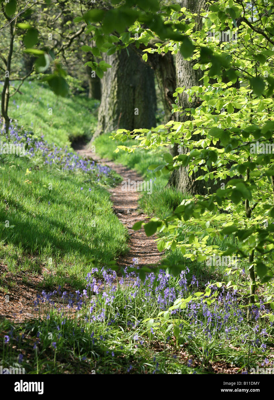 A footpath through an English Bluebell wood in spring time with the leaves on the trees just coming out, England, UK Stock Photo