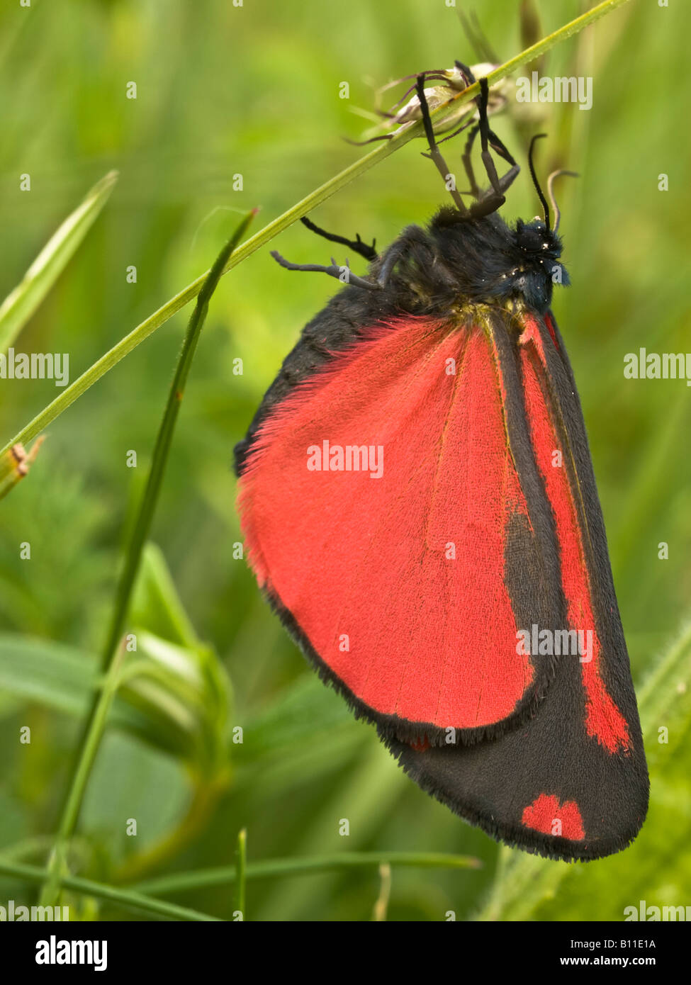 Close up of Cinnabar Moth Tyria jacobaeae Arctiidae Side on view Stock Photo