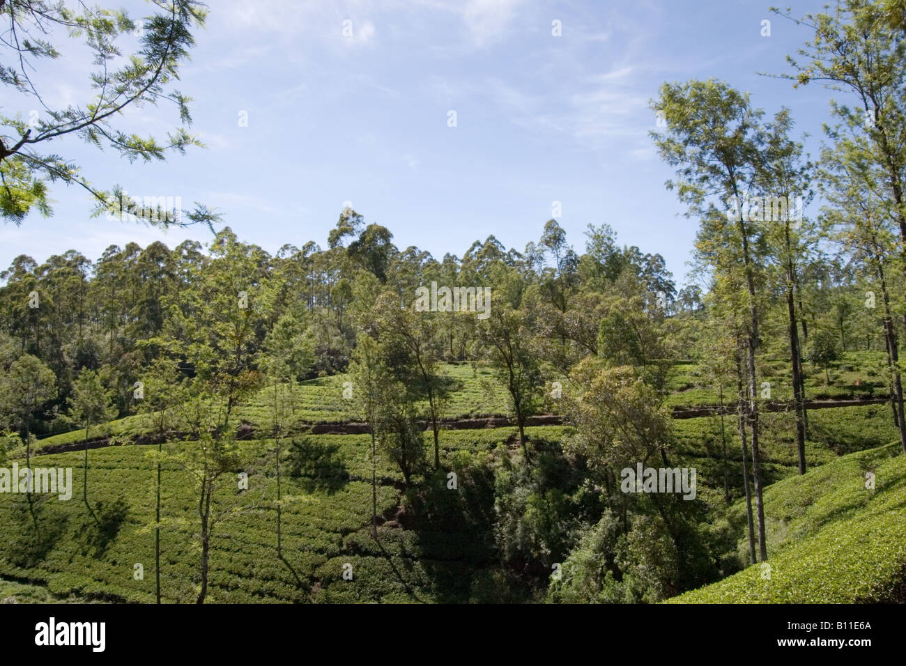 A lush tea plantation in the hill country near Nuwara Eliya, Sri Lanka. Stock Photo