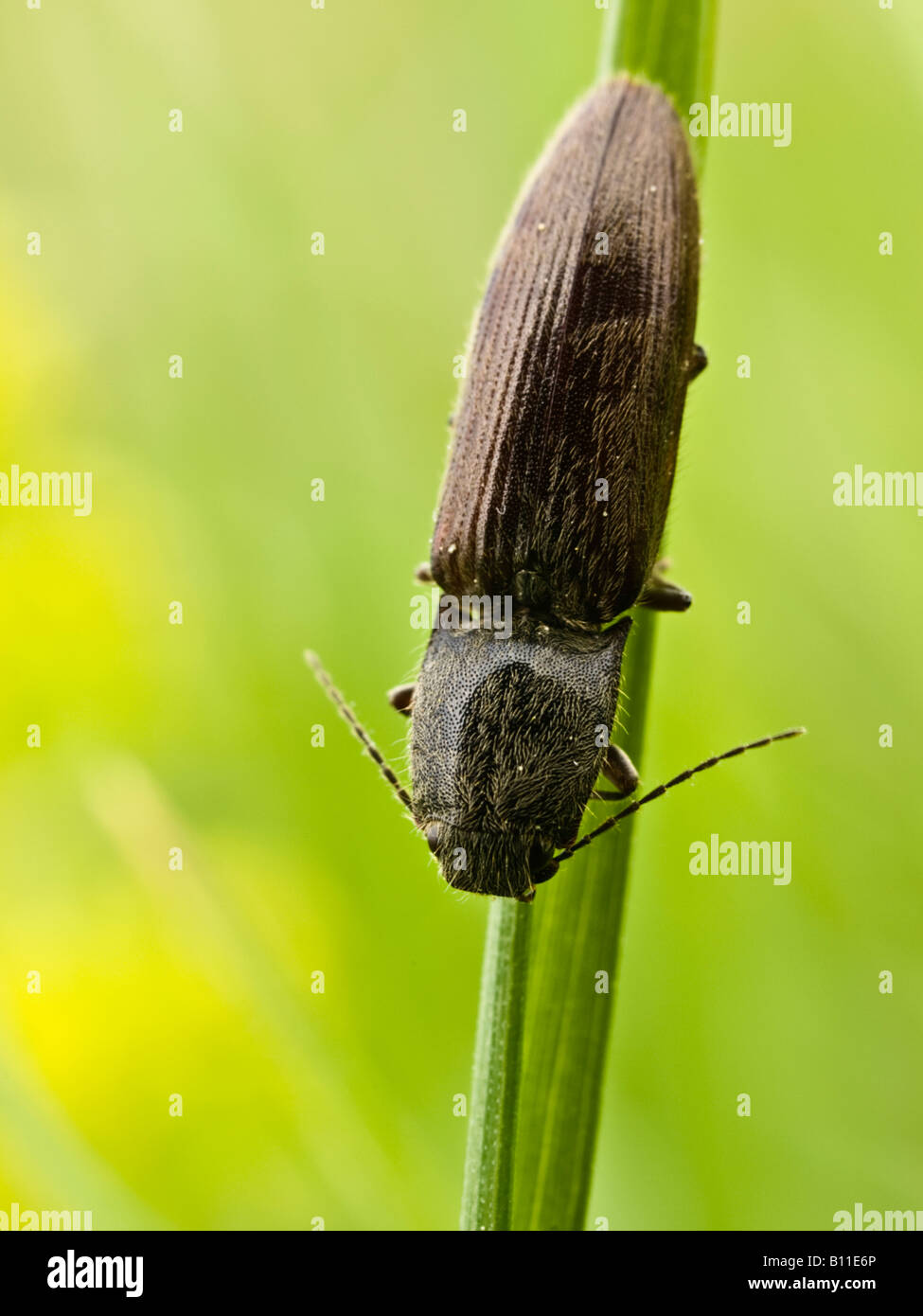 Close up of a Click Beetle Athous haemorrhoidalis (Elateridae) Stock Photo