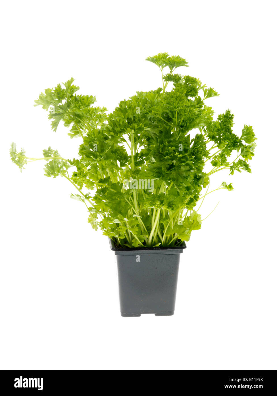 Curly Leaf Parsley Stock Photo Alamy