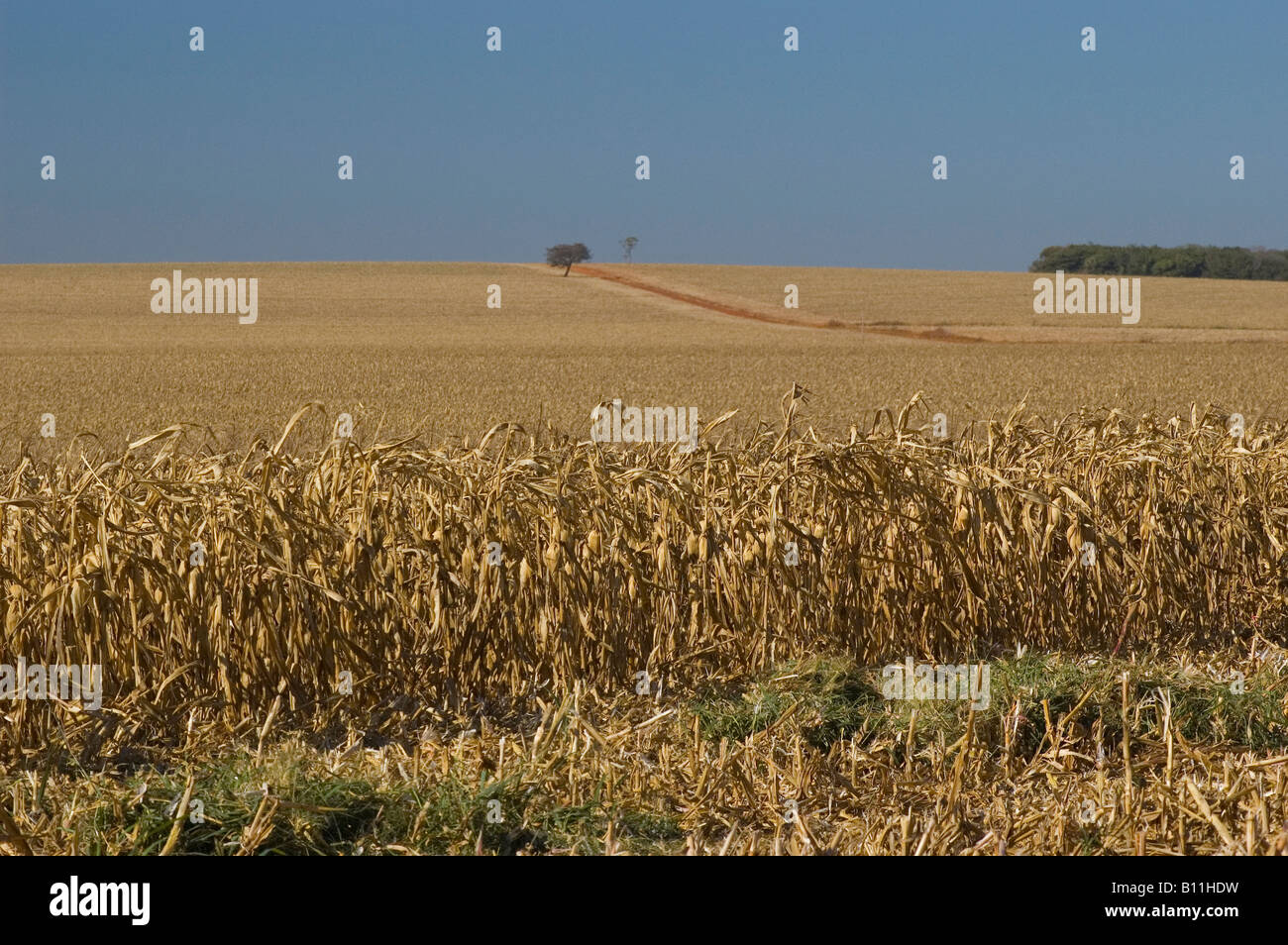 planting of maize Stock Photo