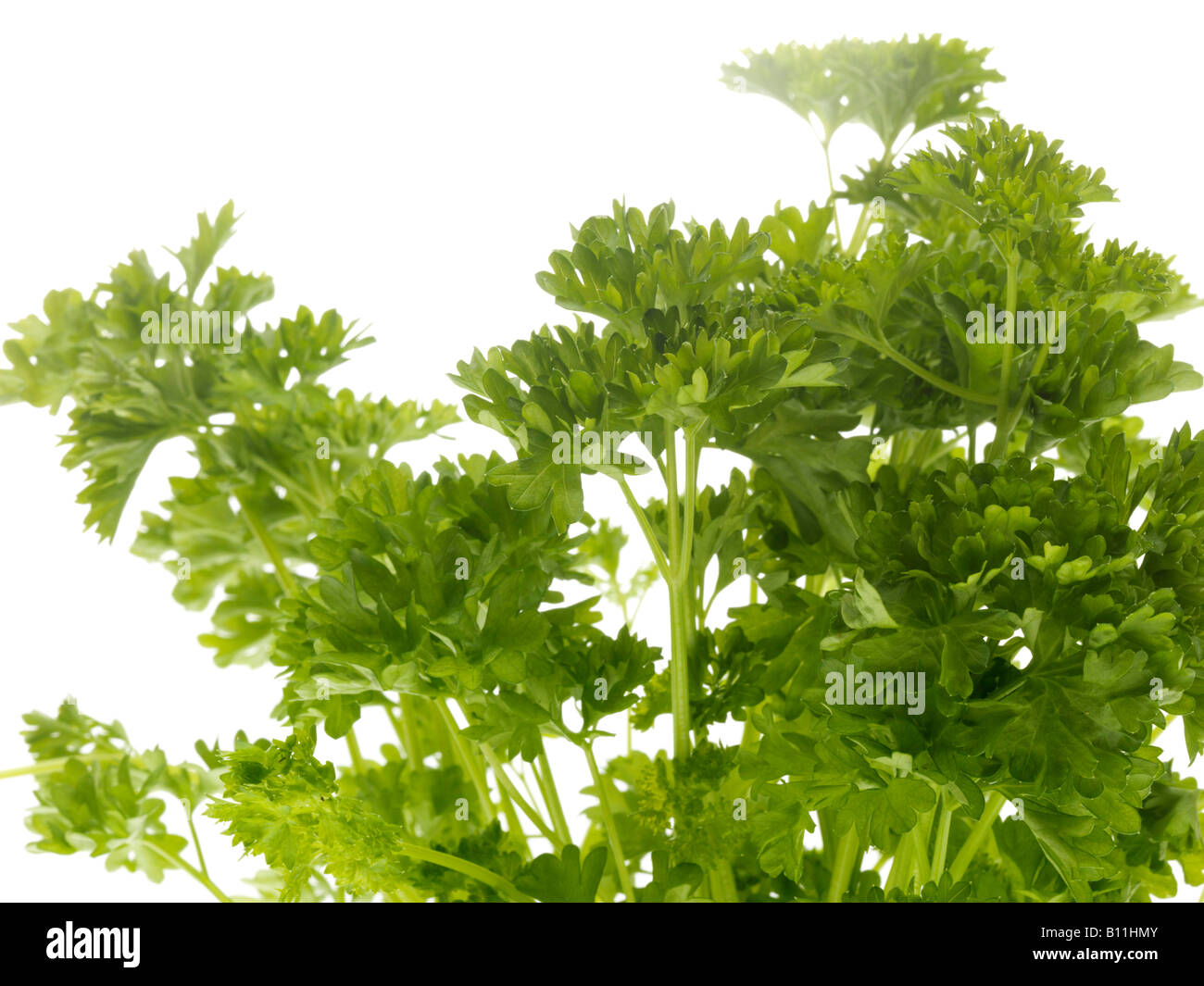 Curly leaf parsley hires stock photography and images Alamy