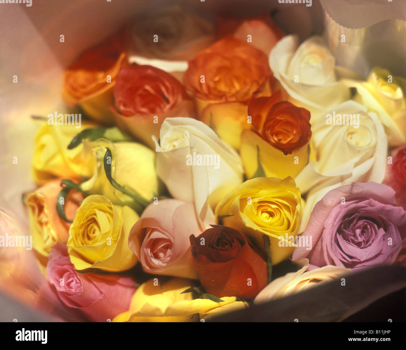 Roses color hi-res stock photography and images - Alamy