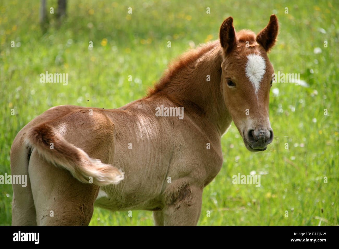 Foal playing in a field 2 Stock Photo