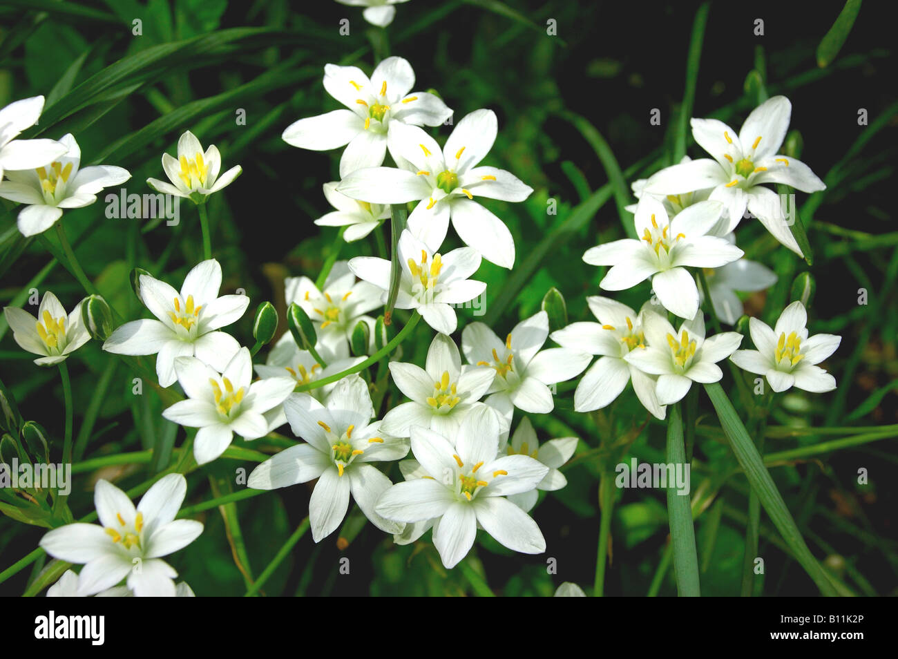 White forest flowers hi-res stock photography and images - Alamy