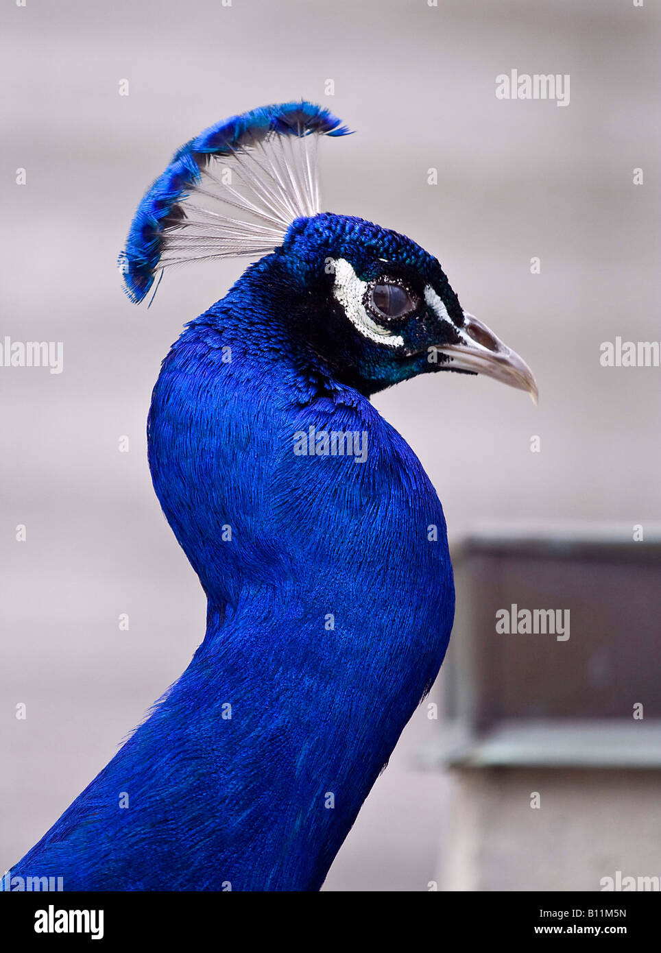 picture of the peacock close up Stock Photo - Alamy