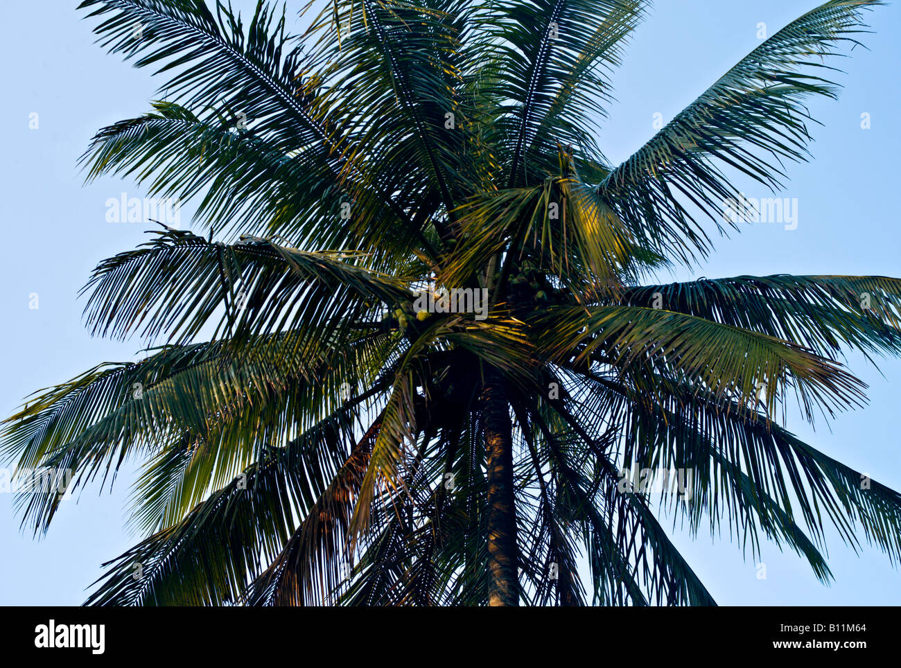 INDIA KUMILY KERALA Coconut palm tree with ripe coconuts growing on a