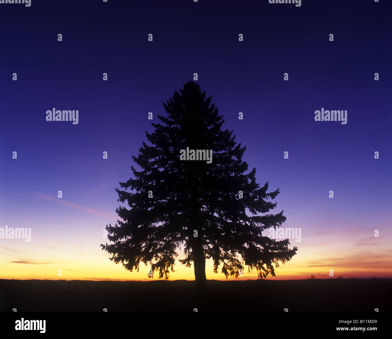 Tree in silhouette hi-res stock photography and images - Alamy