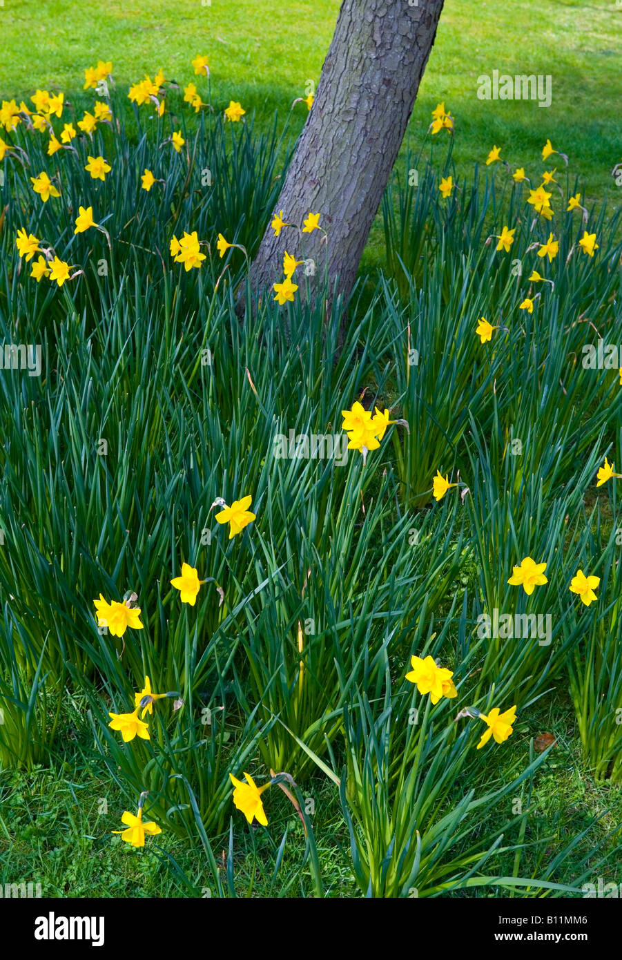 Daffodil flowers growing around a tree trunk Stock Photo Alamy