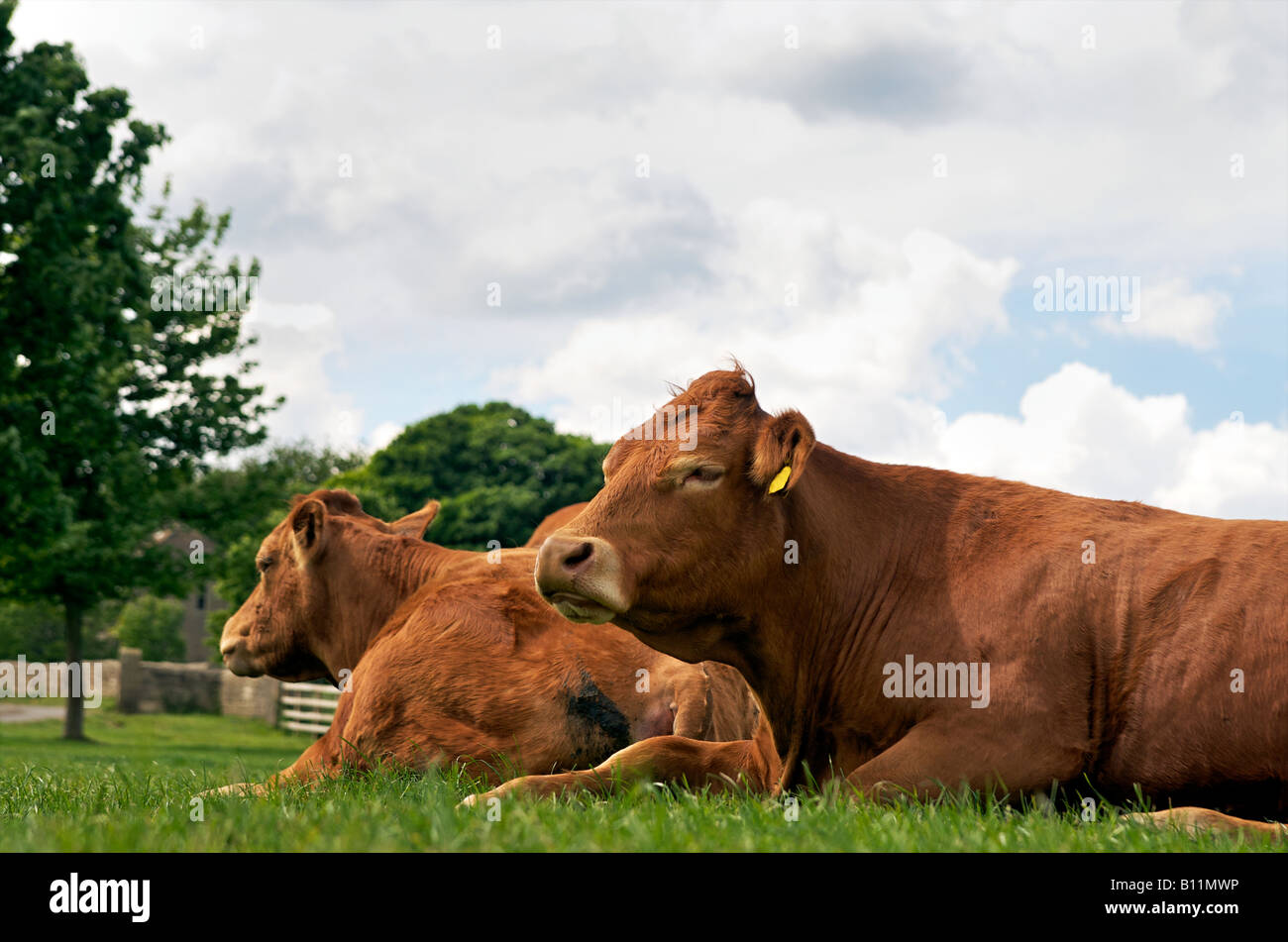 Cows laying down on grass Stock Photo Alamy