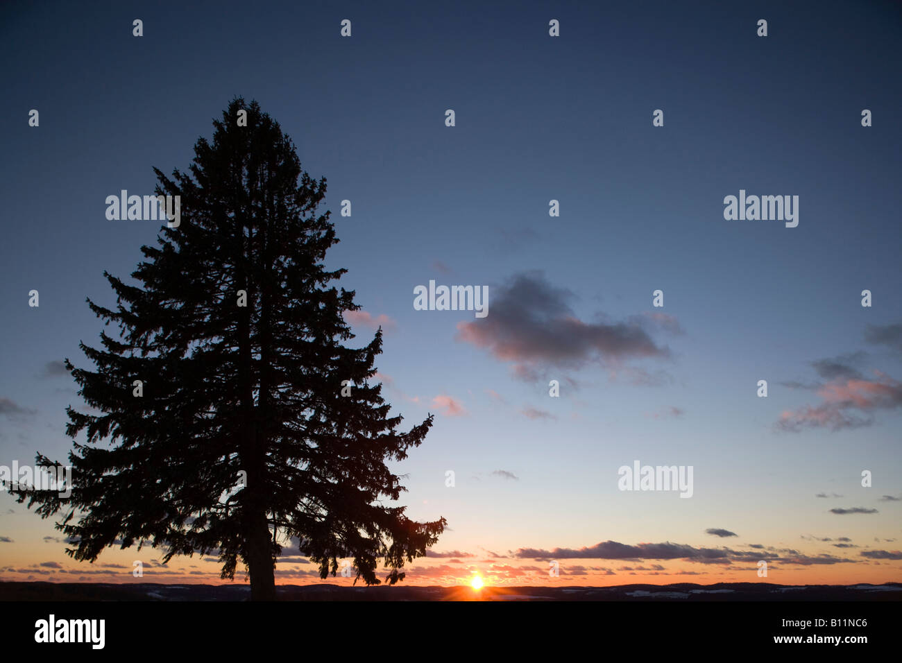 Fir tree silhouette hi-res stock photography and images - Alamy