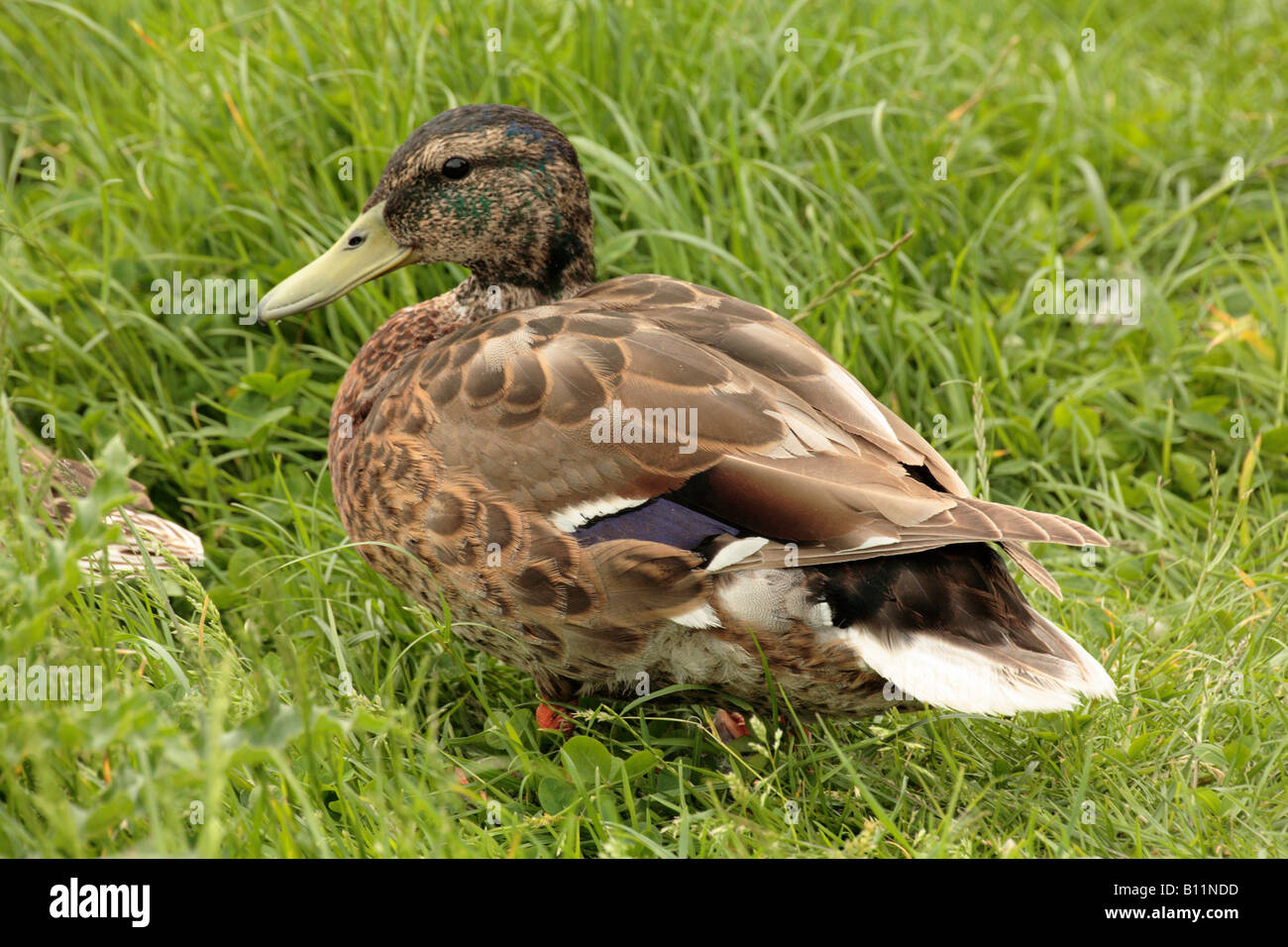 Mallard hen hires stock photography and images Alamy