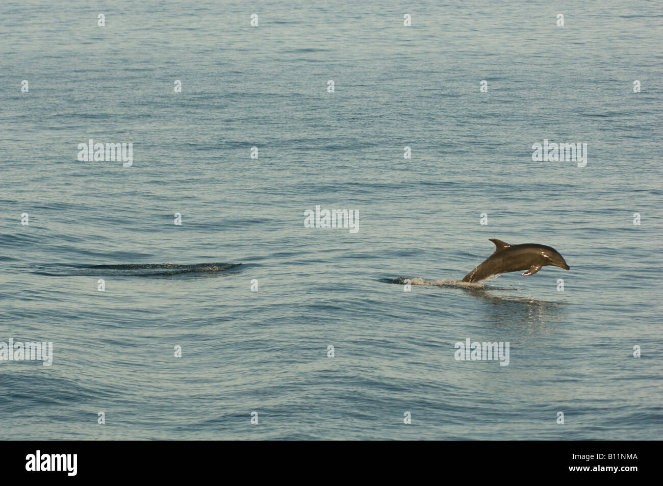 Long-beaked Common Dolphin (Delphinus capensis) Sea of Cortez, Baja California, MEXICO Stock Photo