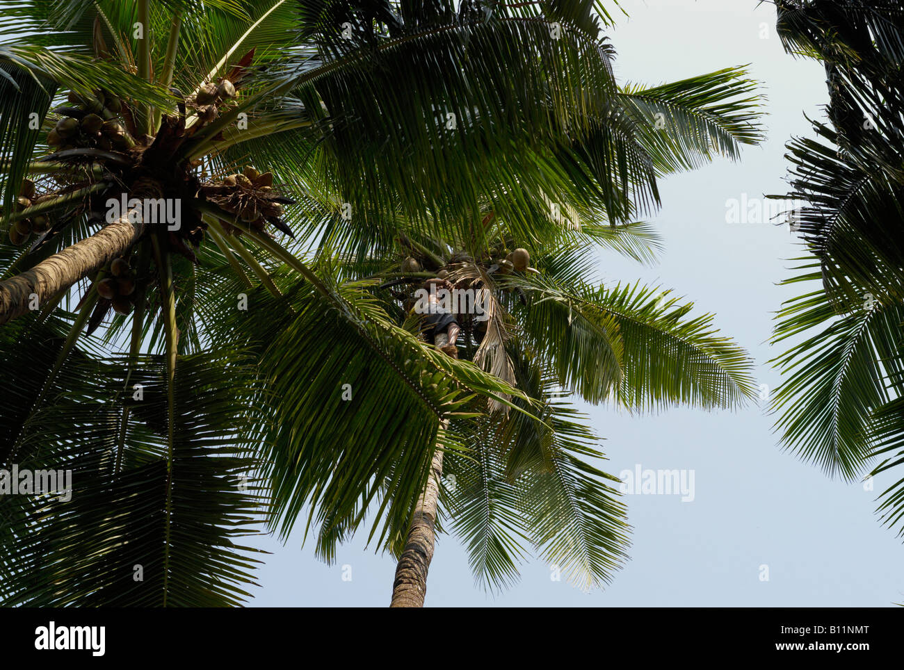 Man climbing coconut tree Stock Photo