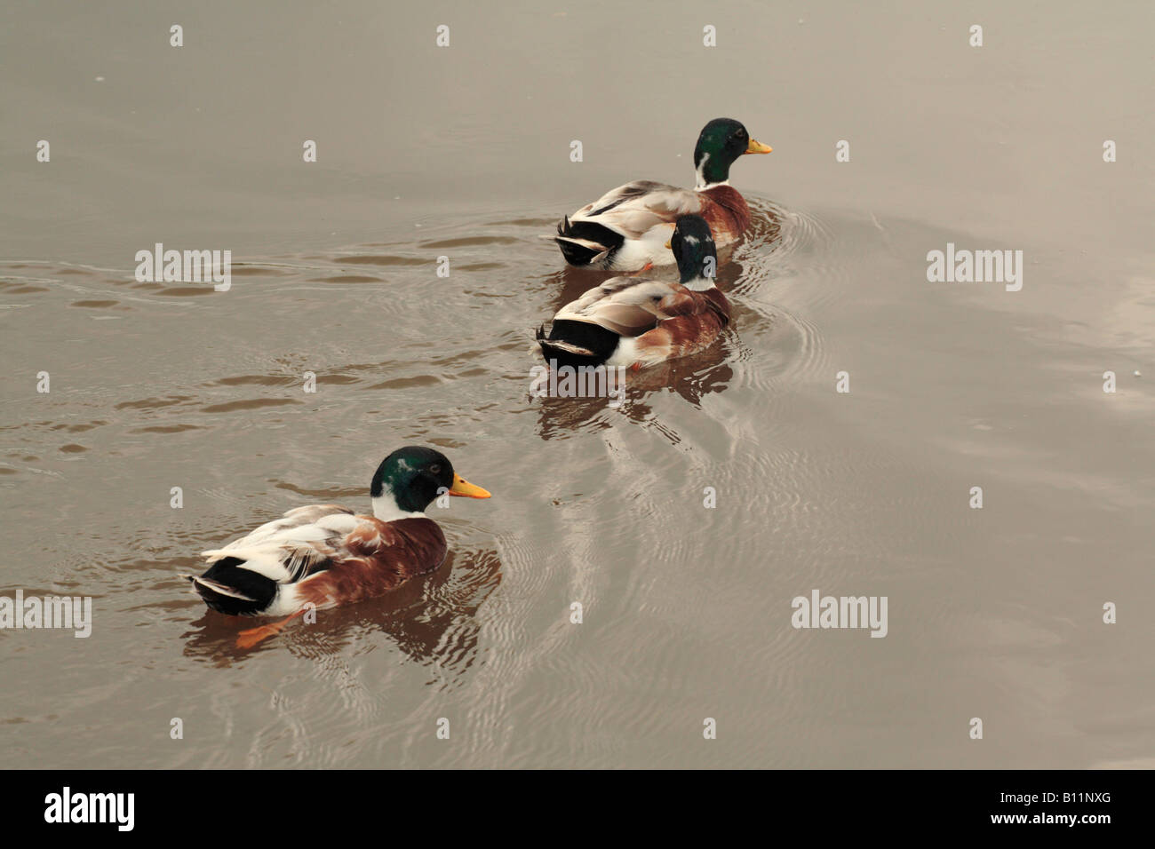 Mallard drake drakes duck ducks 'Anas platyrhynchos' waterfowl Stock Photo