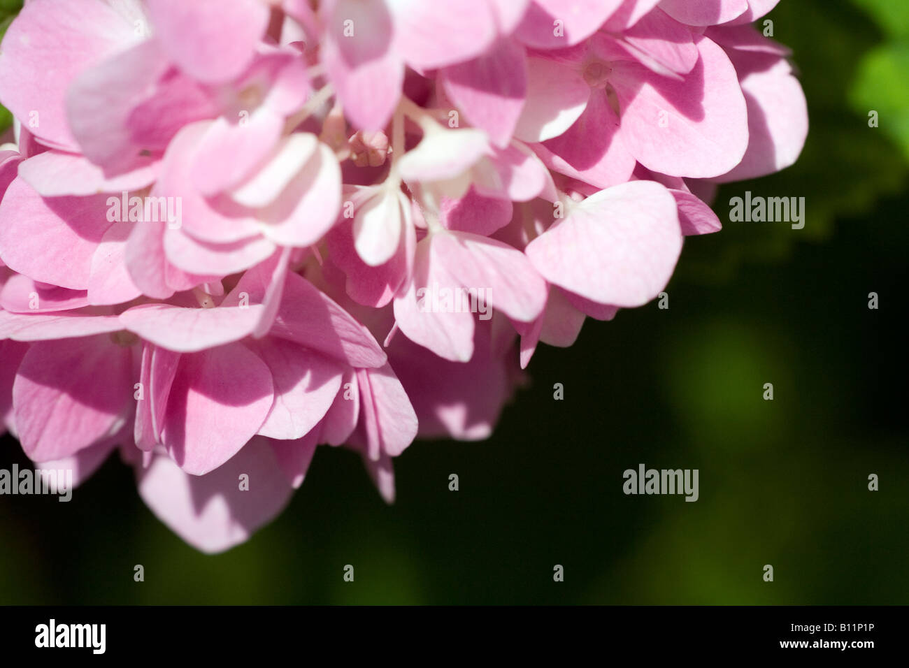 Closeup of Hydrangea Flowers Stock Photo - Alamy