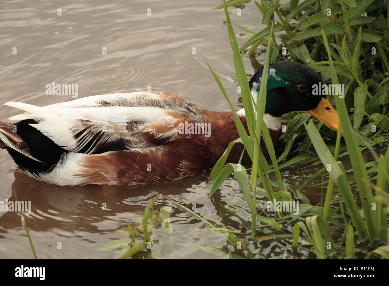 Mallard drake drakes duck ducks 'Anas platyrhynchos' waterfowl Stock Photo