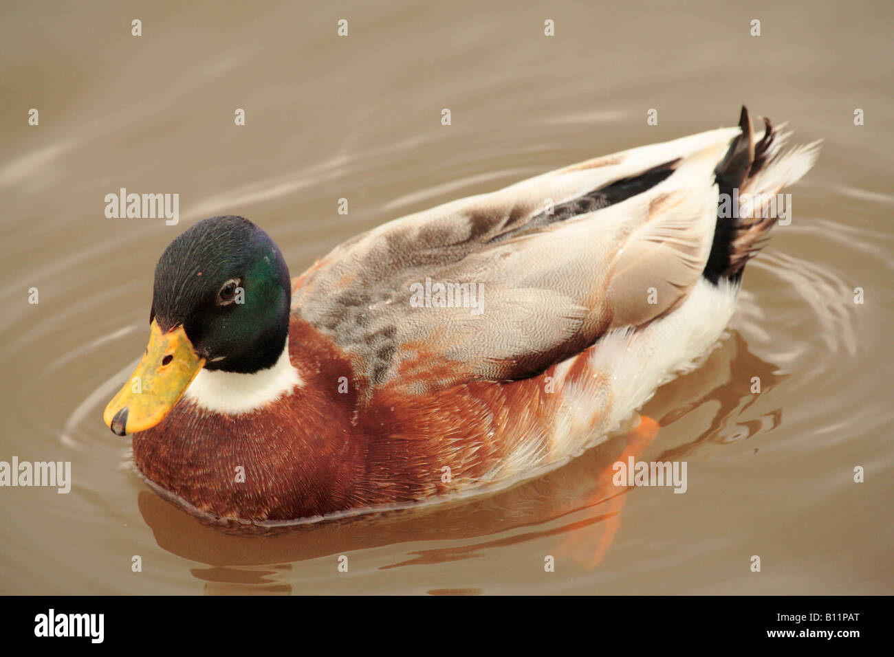 Mallard drake duck ducks 'Anas platyrhynchos' waterfowl Stock Photo