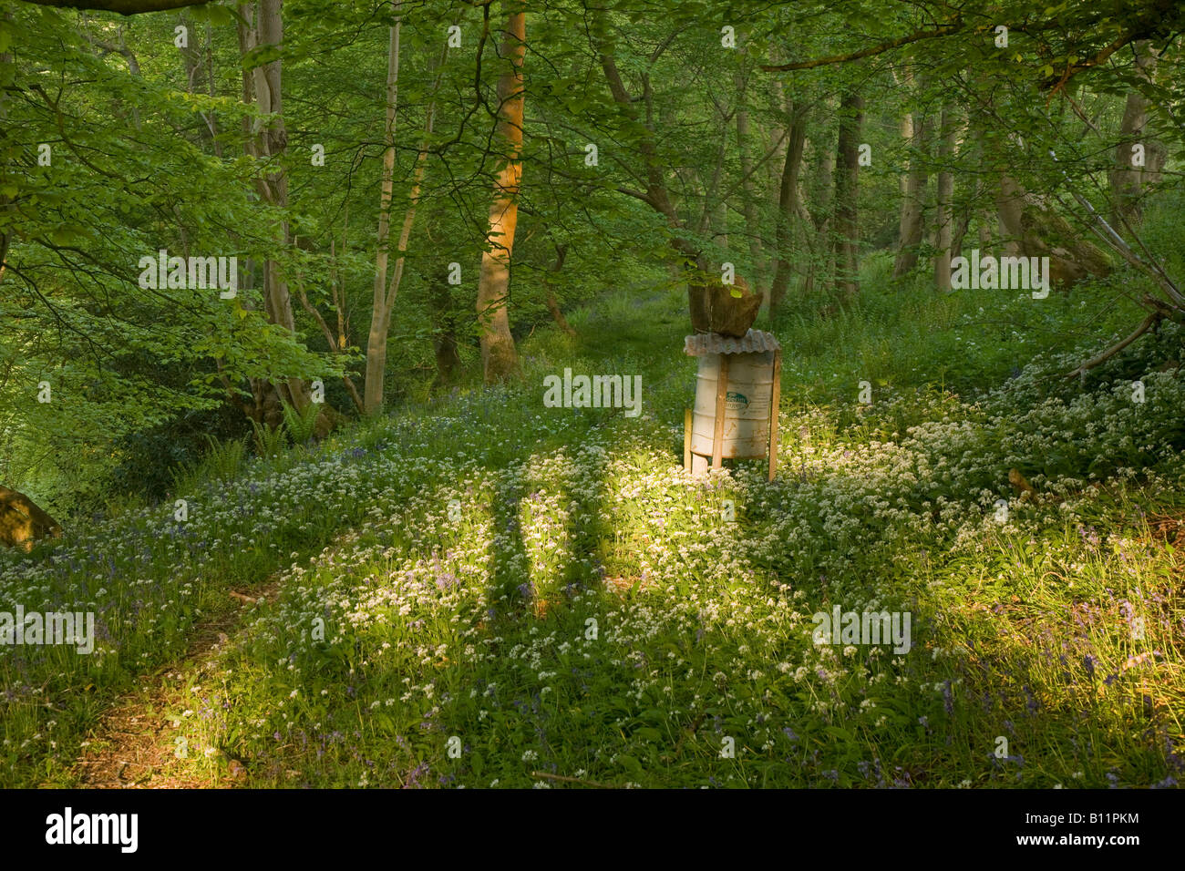 Pheasant Feeder Stock Photos Pheasant Feeder Stock Images Alamy