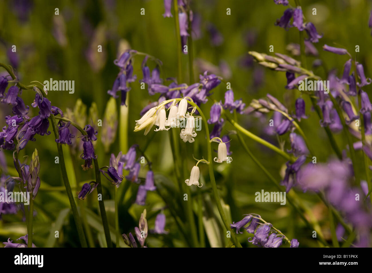 White Bluebells in East Sussex, England Stock Photo