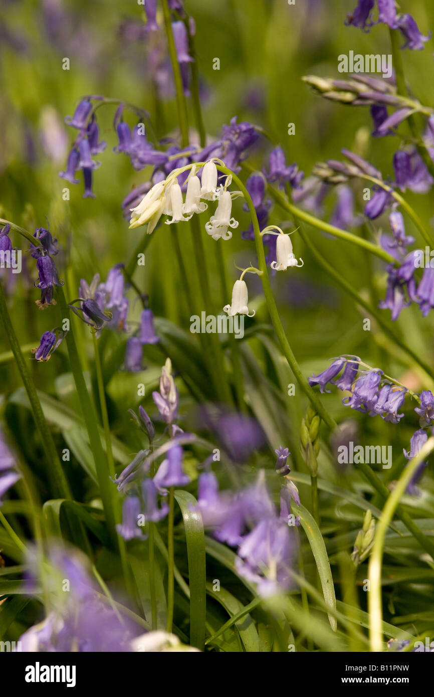 White Bluebells in East Sussex, England Stock Photo