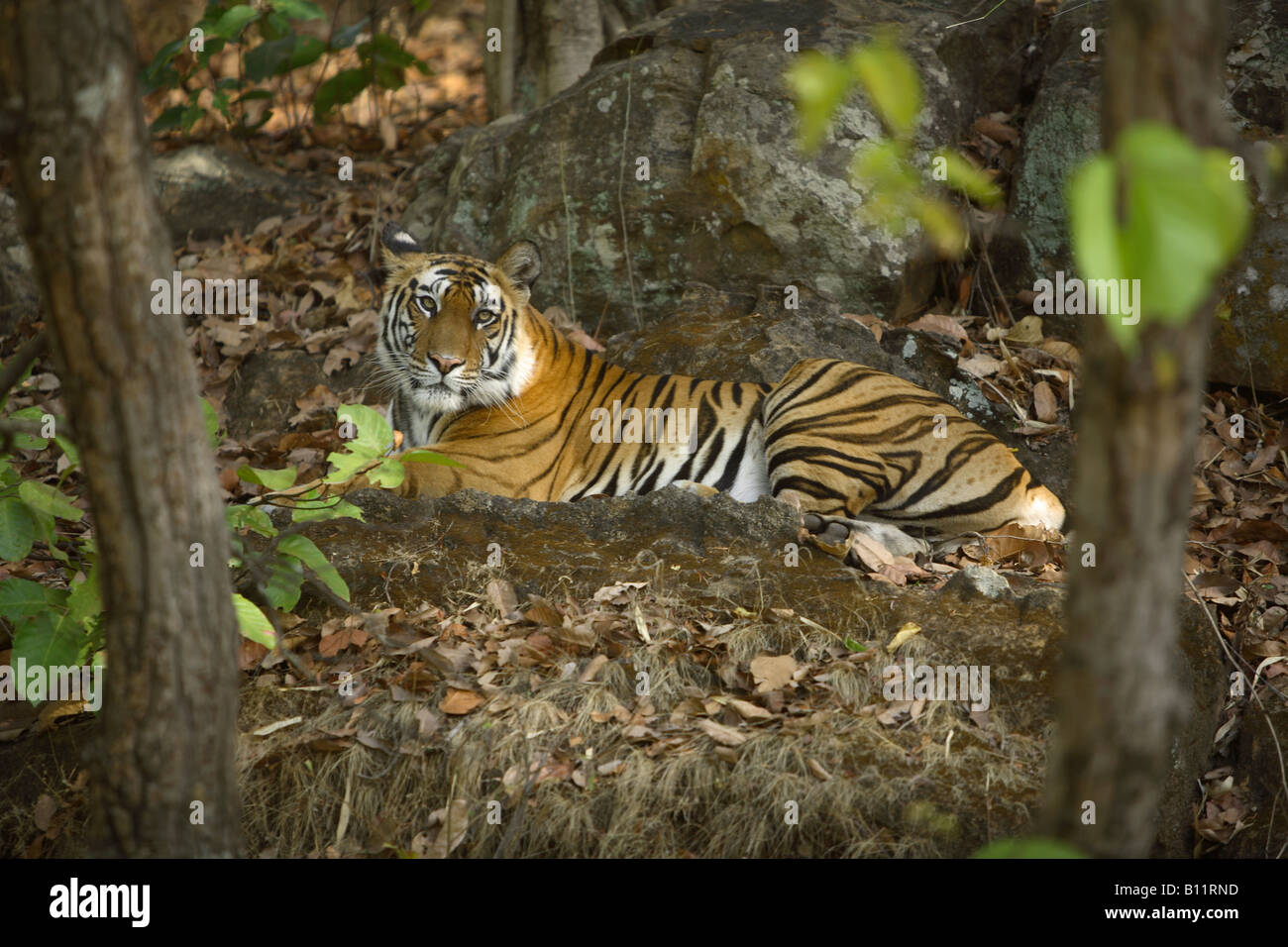 Tiger panthera tigris Stock Photo
