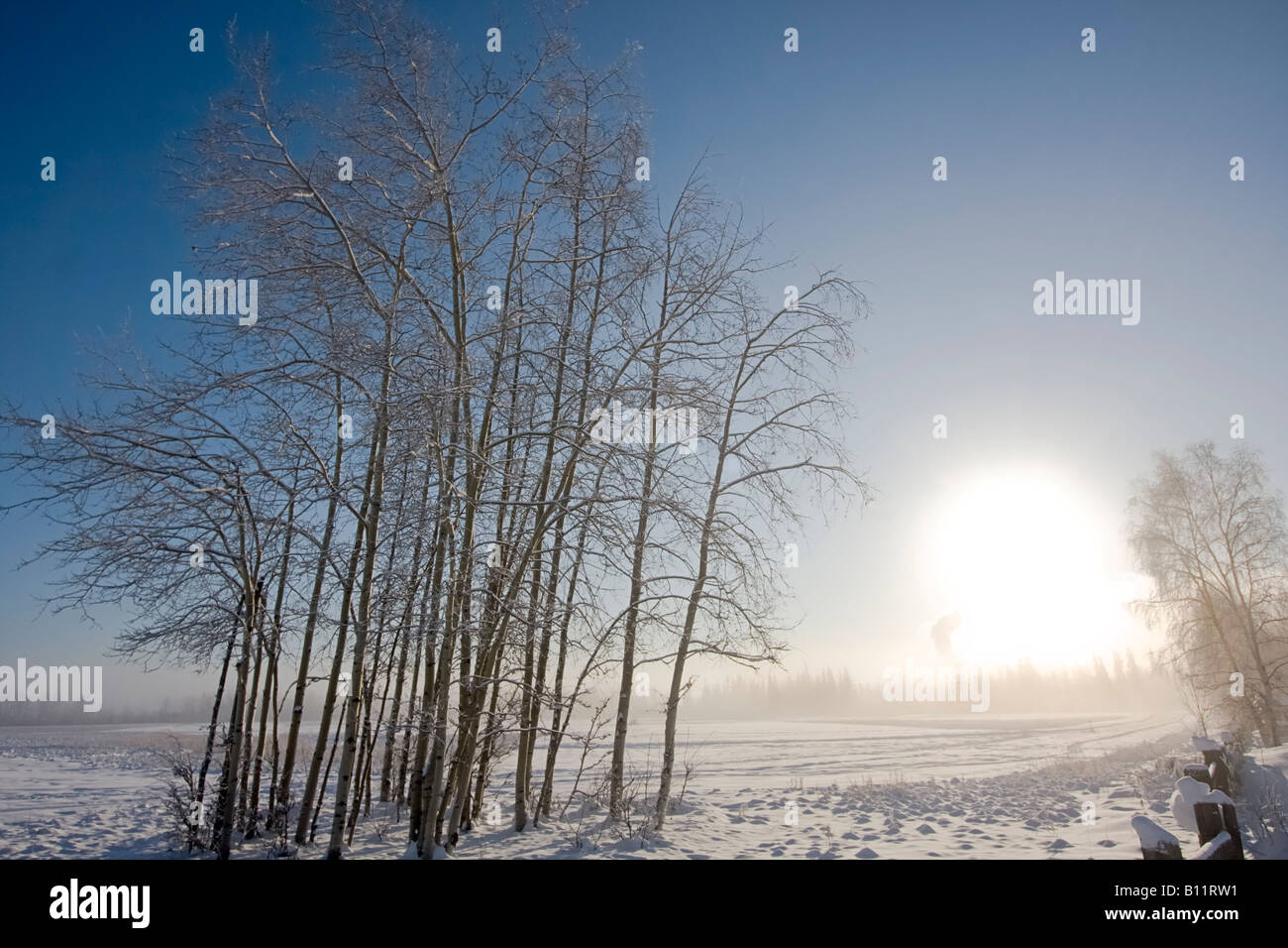 Trembling aspen in Creamer's Field, state wildlife refuge park in