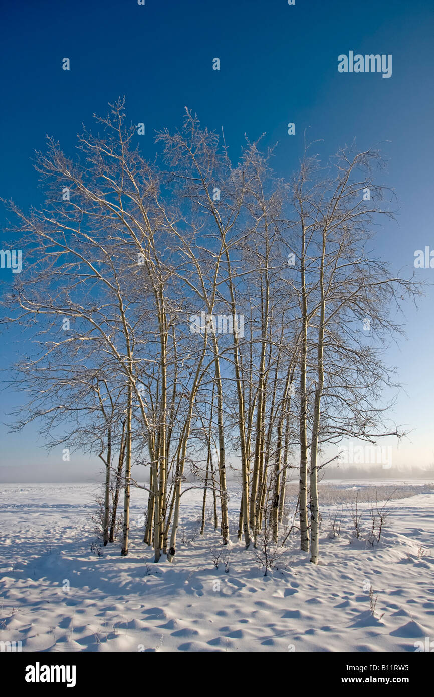 Trembling aspen in Creamer's Field, state wildlife refuge park in