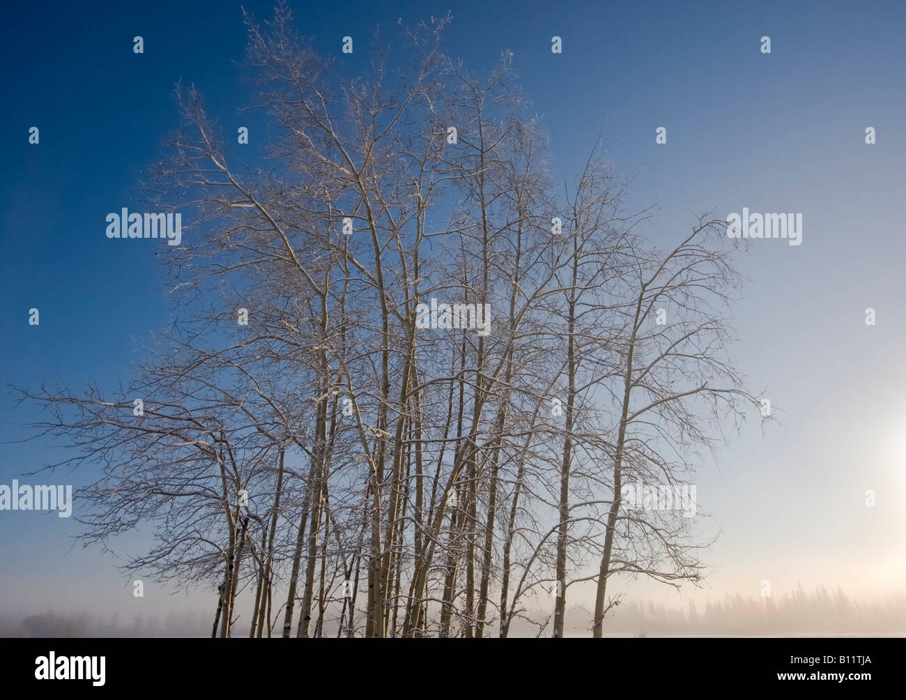 Trembling aspen in Creamer's Field, state wildlife refuge park in